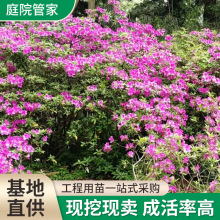 春娟苗木