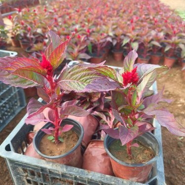 现代农业苗木花卉种植及销售项目