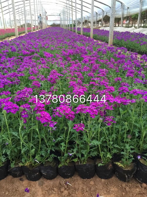 【宿根二月兰种植基地】-