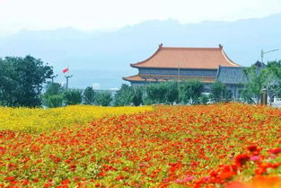 藏藏藏不住了 宝鸡市区这片花海已经惊艳绽放,免费观赏