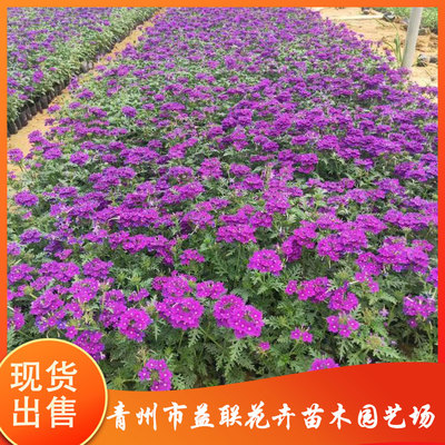 山东五色梅种植基地 益联 供应五色梅苗 量大价优