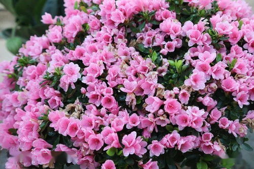 今日泗水现场实拍 幸福生活就像花儿一样