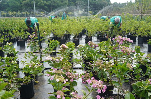 花样 产业助力脱贫