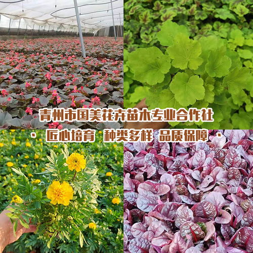 庭院景观供应商,花卉苗木一体化服务