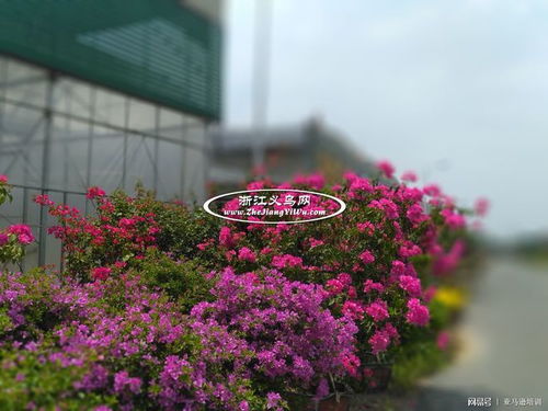 金华澧浦苗木城是金华最大的苗木花卉景观树批发市场