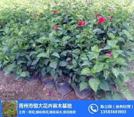 绿化苗木 合胜花卉苗木