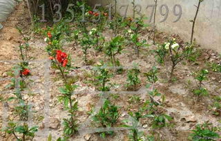 苏北30万亩绿化苗木,花卉盆景,草坪草种,观赏竹苗