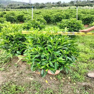非洲茉莉球盆栽 园林景观空气净化绿植 四季常青行道树