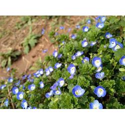 婆婆纳种植基地 临沂婆婆纳 青州君诚花卉苗木公司