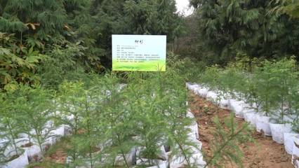 数量位居全省前列!襄阳建成省级以上林木种苗基地10处