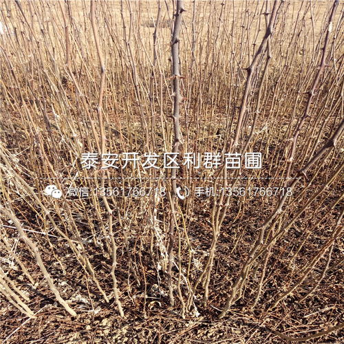【凤凰李子树苗出售基地、2019年凤凰李子树苗价格】- 