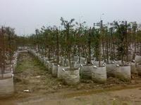 2014年新植树袋供应,2014年新植树袋供应生产厂家,2014年新植树袋供应价格