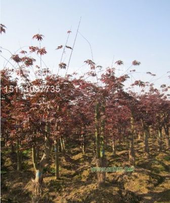 嫁接红枫-浏阳市芳菲种植专业合作社-产品库-中国花木网_苗木网_绿化苗木、花卉、景观、草坪、园艺资材的行业门户网站