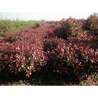 【供应洛阳红叶石楠球基地 洛阳大叶黄杨价格 洛阳速生白蜡基地图片】供应洛阳红叶石楠球基地 洛阳大叶黄杨价格 洛阳速生白蜡基地 - 洛阳市伊滨区寇店镇佳禾苗木花卉种植场