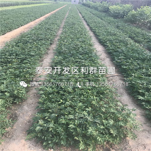【2公分花椒种苗多少钱一棵】- 