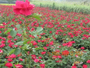 丛生福禄考基地 高性价花卉佳越花卉苗木供应,丛生福禄考基地 高性价花卉佳越花卉苗木供应生产厂家,丛生福禄考基地 高性价花卉佳越花卉苗木供应价格