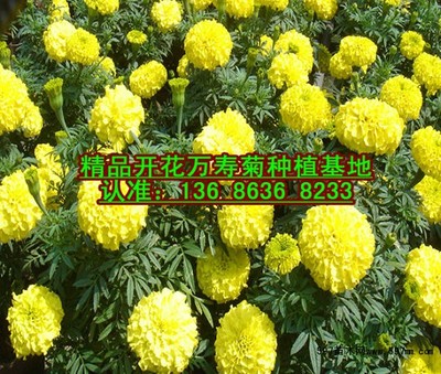 万寿菊种植基地,万寿菊价格,青州万寿菊报价|盆花|花卉盆景|供应信息|597苗木网