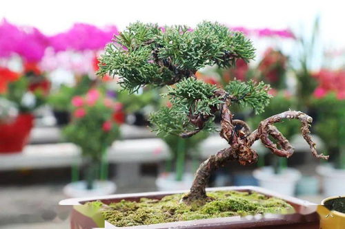 今日泗水现场实拍 幸福生活就像花儿一样