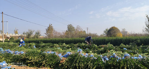 大型的花卉种植基地 做批发的有那些地方 苗木有那些?