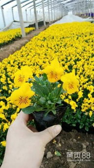 【《厉害了我的哥》角堇最新价格￥角堇种植基地￥角堇批发￥最新角堇报价——树永花卉苗木】-