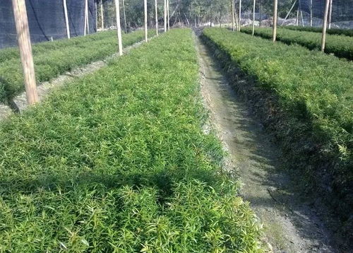 春芽待发,绿化选苗必顺达