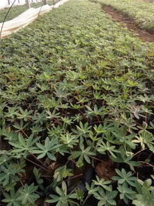 恭喜鑫达花卉苗木专业合作社入驻苗木通平台 严抓苗木质量