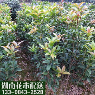 长沙县暮云镇金林花卉苗木经营部