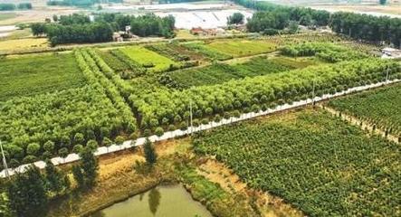 村企合力带领村民发展特色产业奔小康|特色产业|苗木|企业管理_新浪财经