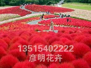 红叶地肤,红叶地肤小苗批发,红叶地肤基地,红叶地肤价格