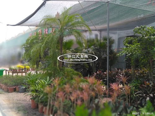 金华澧浦苗木城是金华最大的苗木花卉景观树批发市场