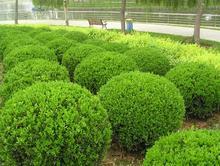 青州钰清花卉苗木种植基地