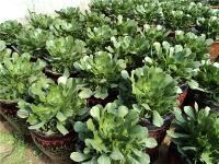 花卉世界网--青岛市崂山区黎明林花卉苗木种植场产品展示