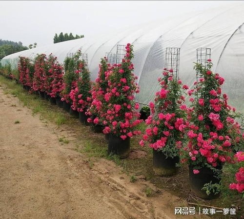 此花好养活,便宜又好看,选择红木香