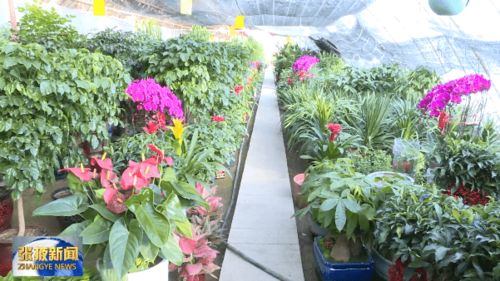 新春走基层 新春到 花卉俏