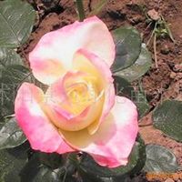 苗木 花木 花卉 绿化苗木 草坪 草坪 草种江苏 宿迁刘仰兵产品供应第7页
