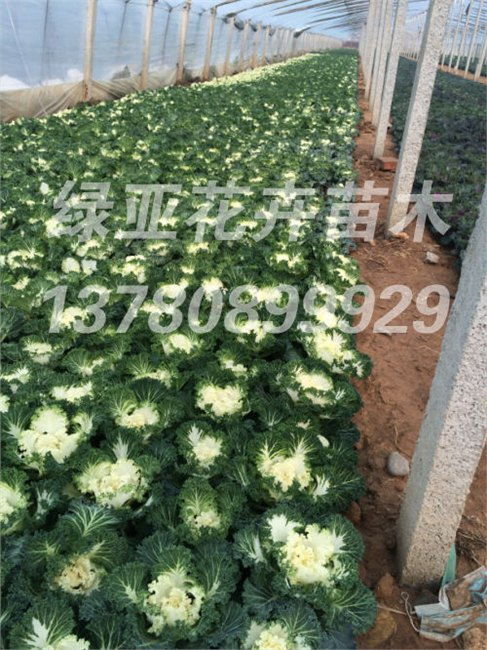 羽衣甘蓝种植 青州市绿亚花卉苗木专业合作社 花系列 一串红 万寿菊 矮牵牛 羽衣甘蓝等四季