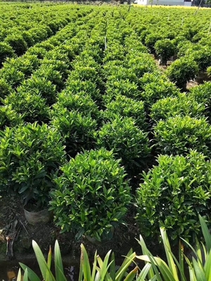 漳州苗木种植基地大量供应非洲茉莉球