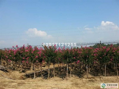 湖南紫薇苗木基地全览：从原生到嫁接，从价格到品种的专业解析