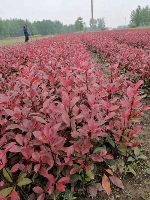 汝南县中生花木种植专业合作社入驻苗木通，助力河南驻马店雪松及苗木花卉产业升级