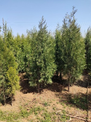 侧柏与苗木花卉的优选基地——长秀花卉苗木基地
