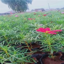 乒乓菊种植与市场展望 从青州市茗茜花卉苗木专业合作社的实践谈起