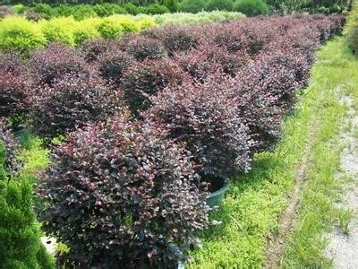 安徽红花继木球基地 苗木花卉种植的典范