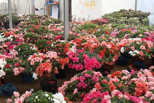 花卉苗木市场需求分析与产业脱贫路径