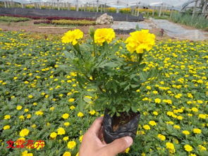 孔雀草培育基地 专业种植与市场价格分析