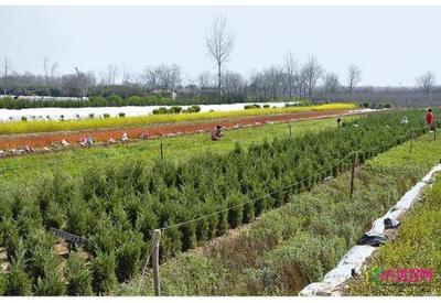 周至 13万亩苗木花卉助1.9万农户脱贫致富