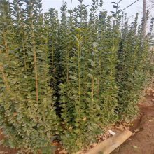 北海道黄杨栽植方法及报价参考