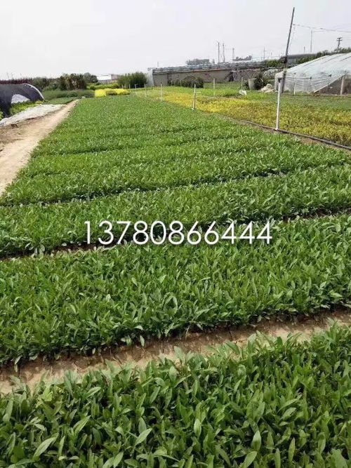 批发大花金鸡菊 打造优质园林绿化地被工程