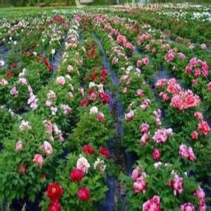 甘肃天水与武威花卉苗木的种植与市场供应