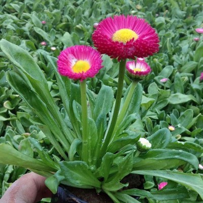 鄢陵雏菊种植基地 优质雏菊批发与苗木花卉种植全览