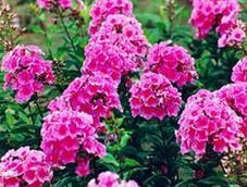 青州市羽禾花卉绿化苗木基地 专业批发供应与种植服务